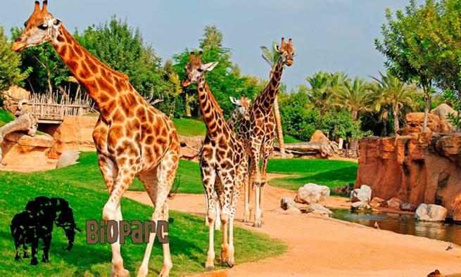 Bioparc Metro Valencia Apartment Luaran gambar