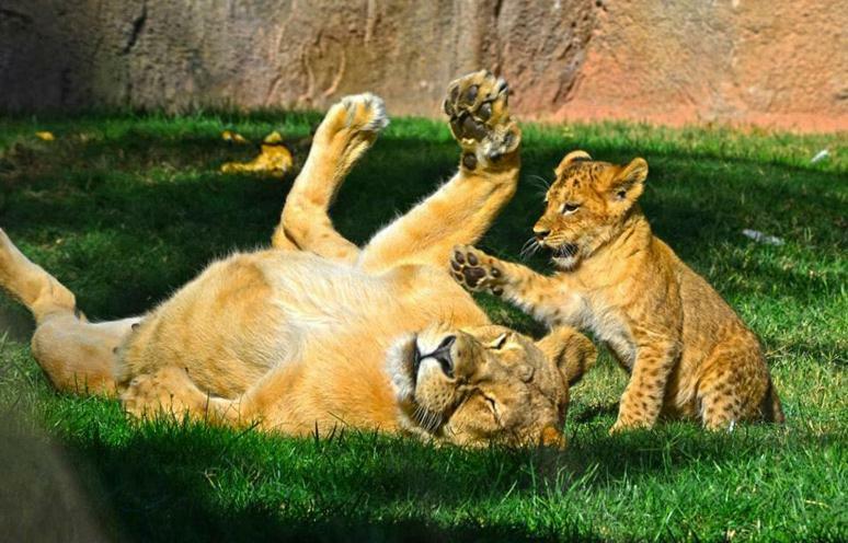 Bioparc Metro Valencia Apartment Luaran gambar